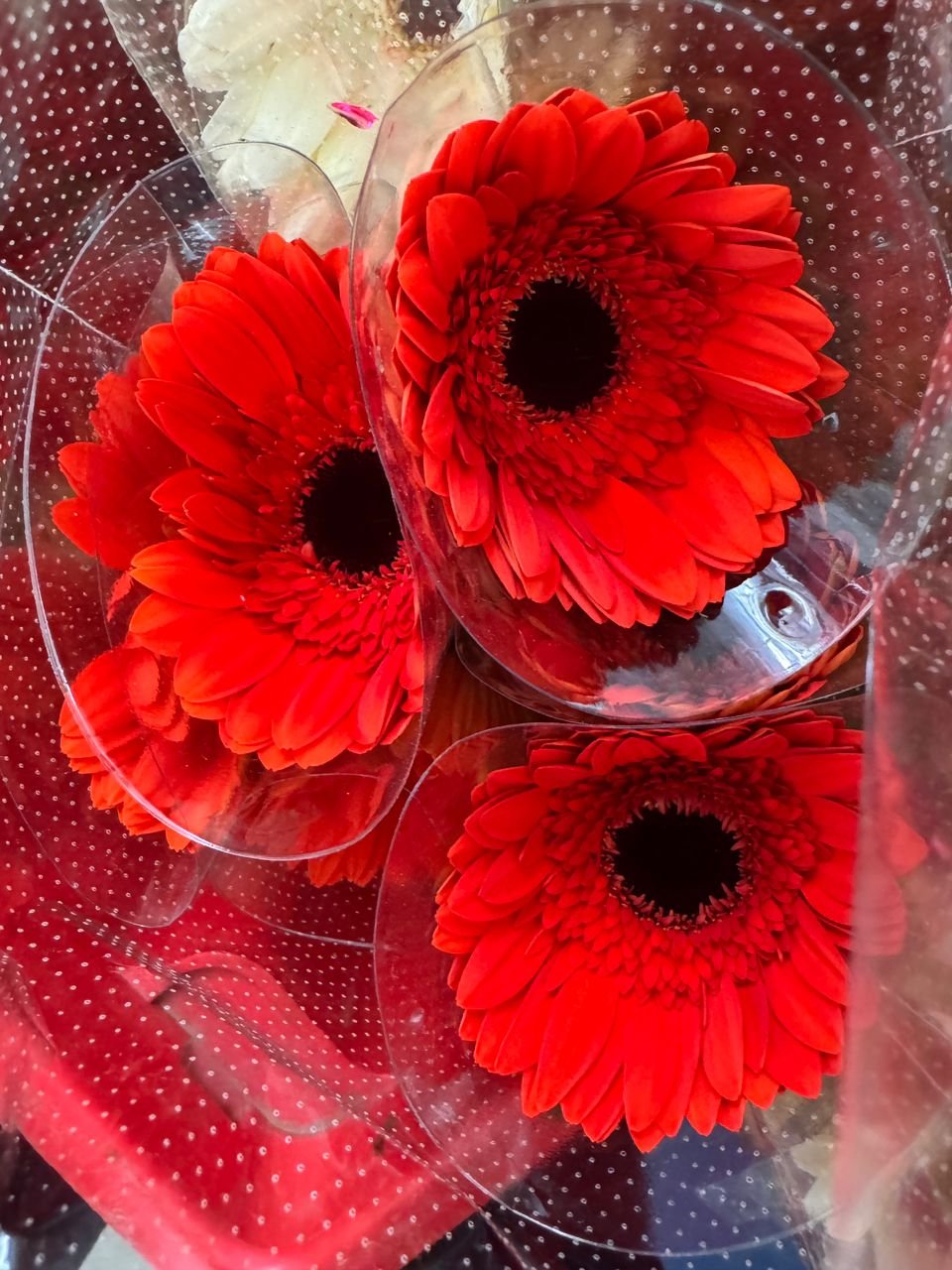 ac709d2c-c11b-47b6-9dea-cd30456a25e0