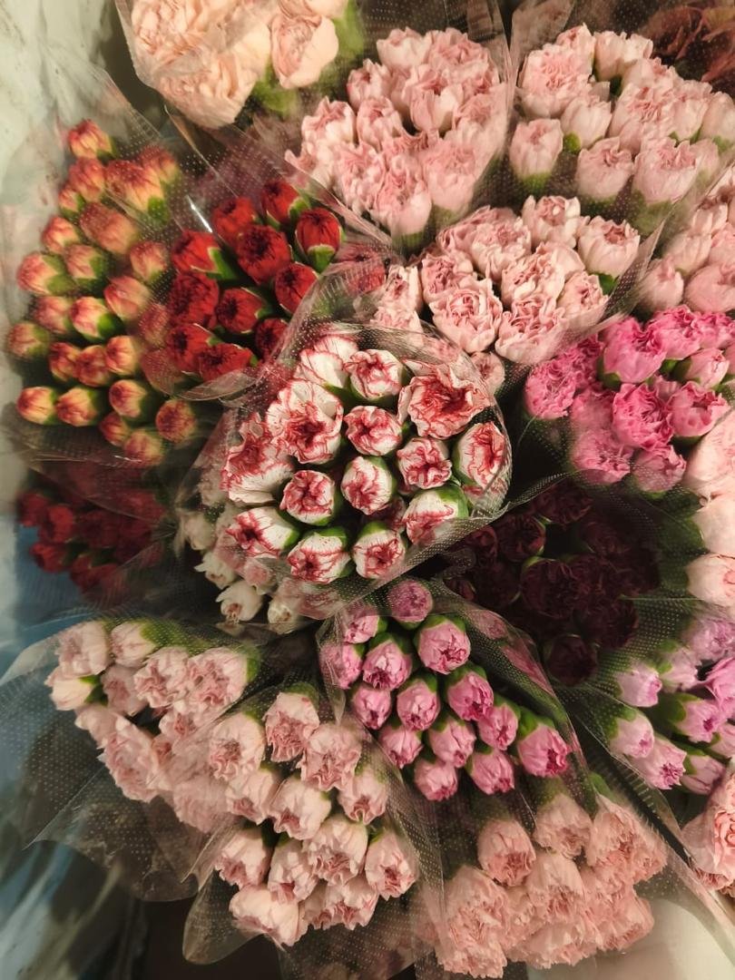 CARNATION