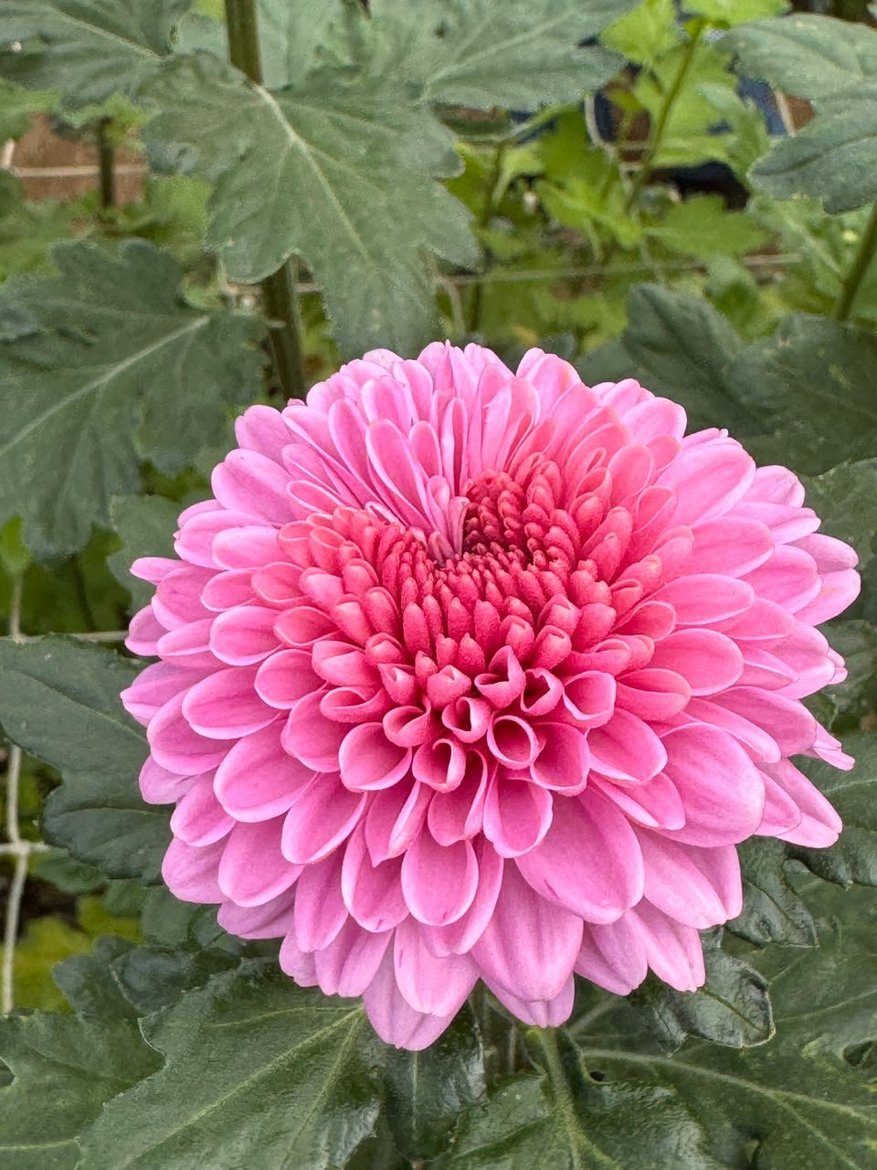 DarkPink