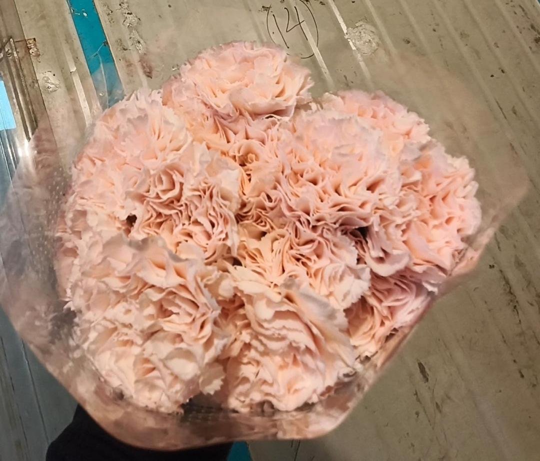 LIGHT PINK