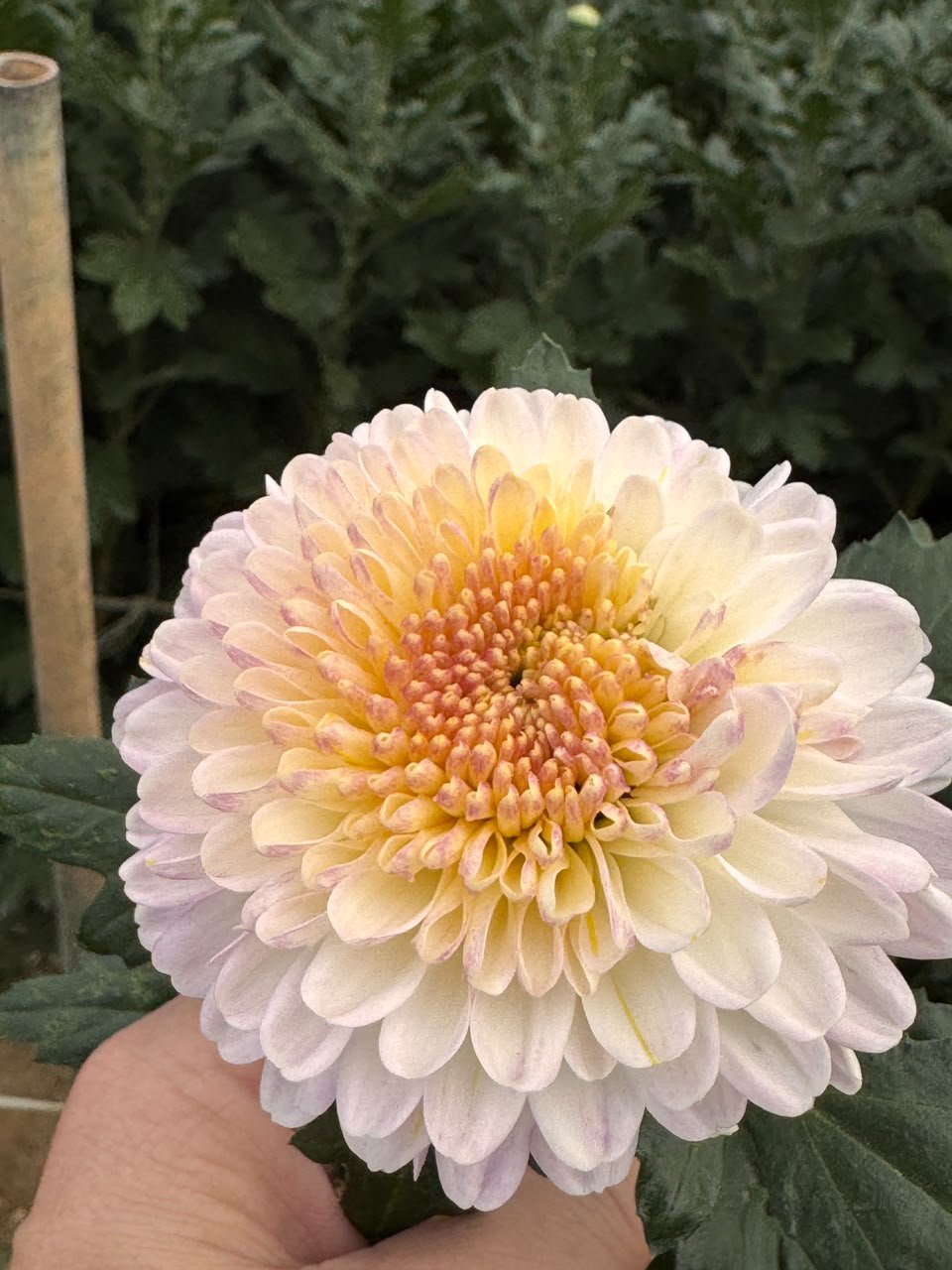 PEACH CHANPANGE