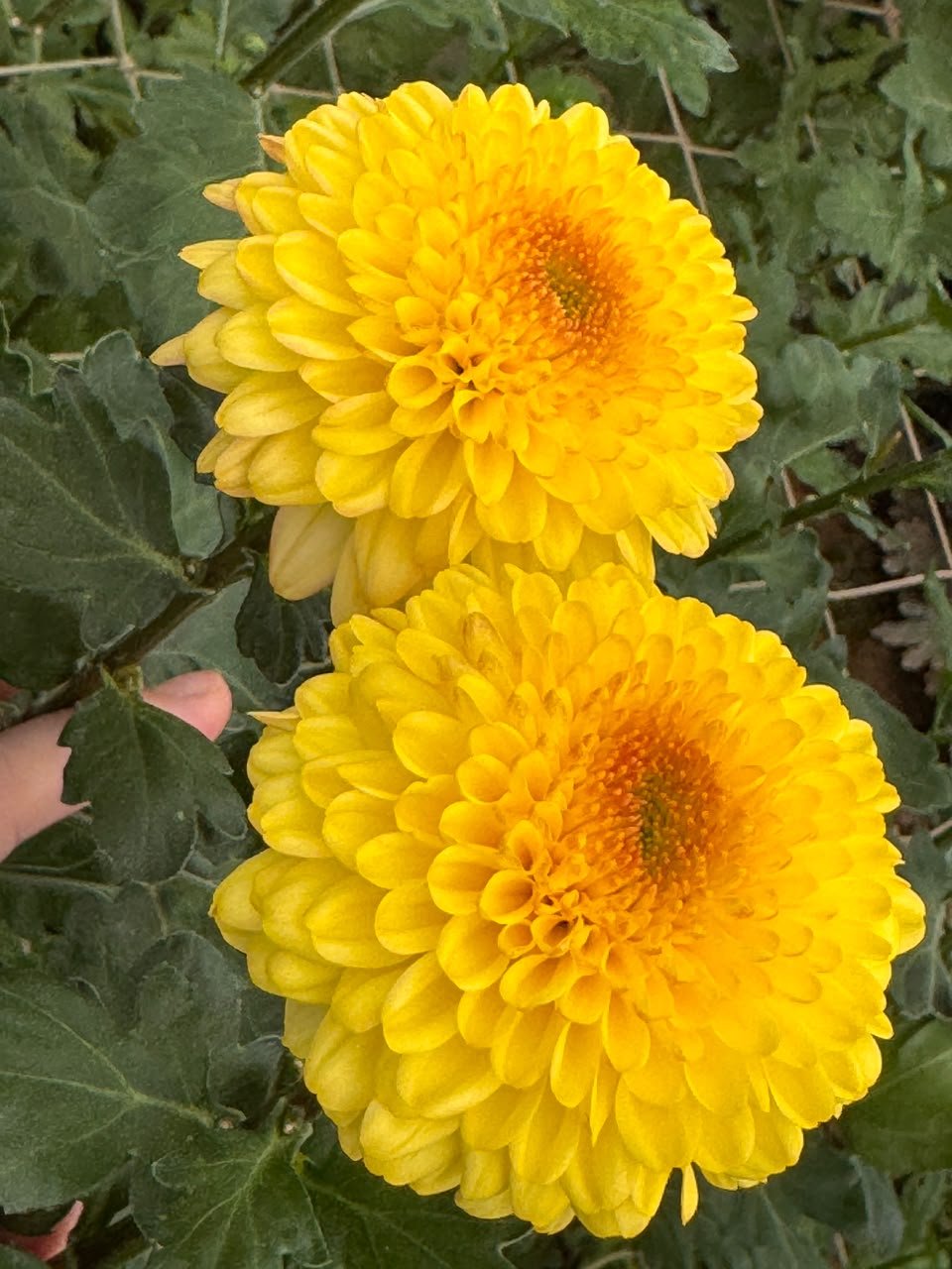 TONE YELLOW