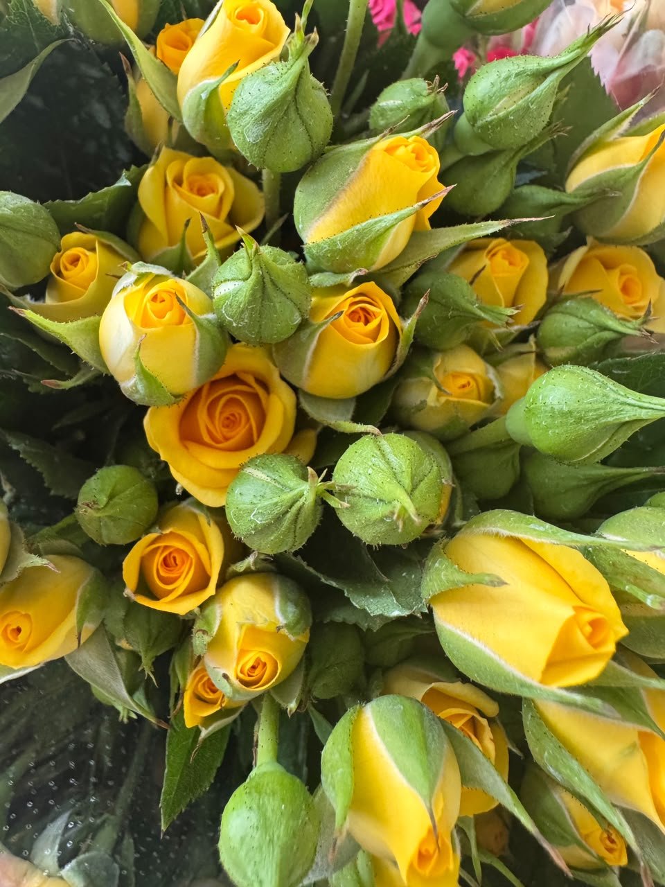 yellow