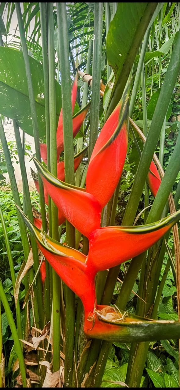 HELICONIA RED