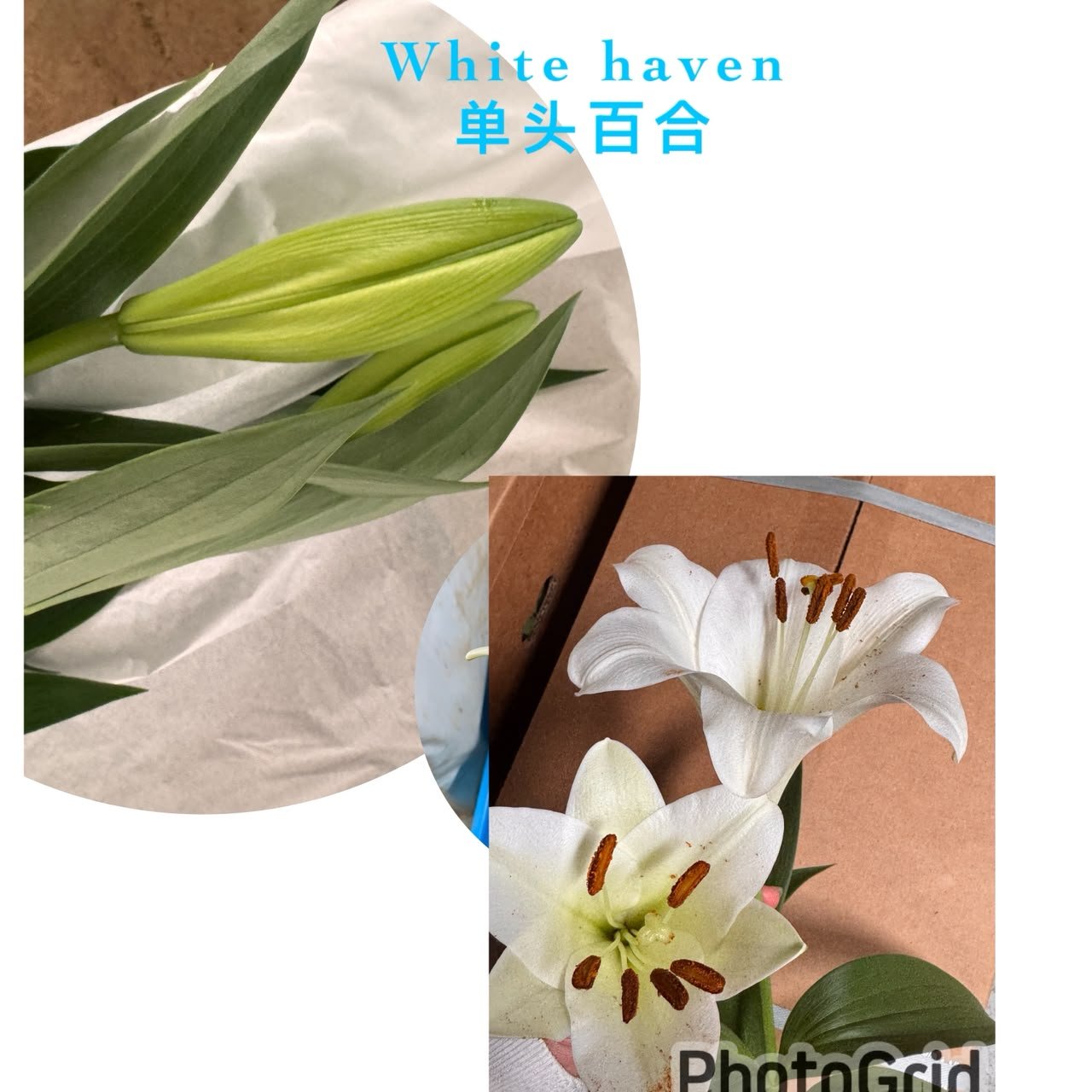 white haven