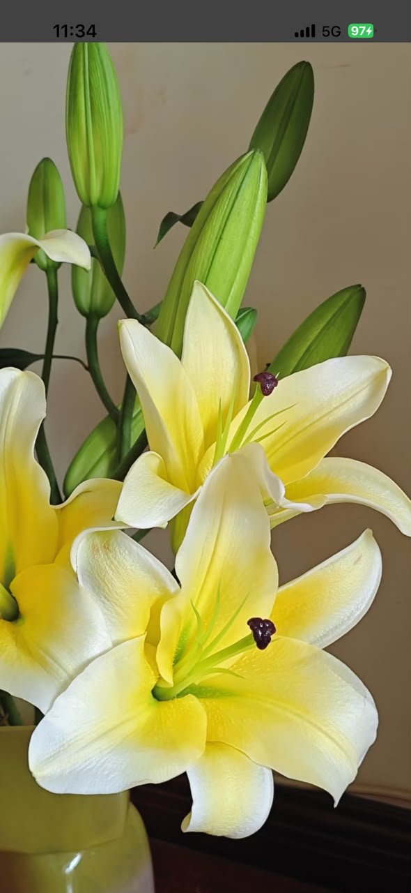 yellow