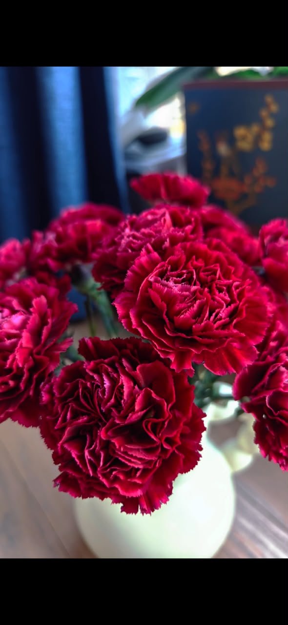 DARK RED 红绸