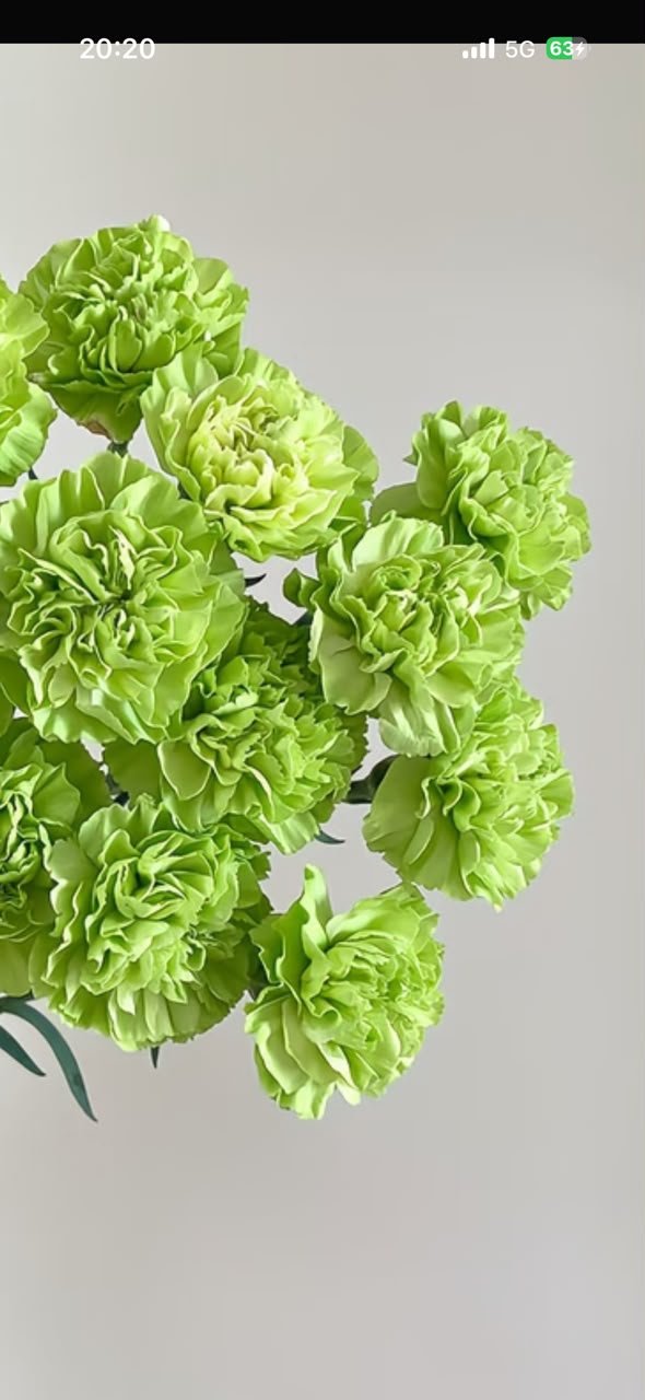 GREEN 绿色