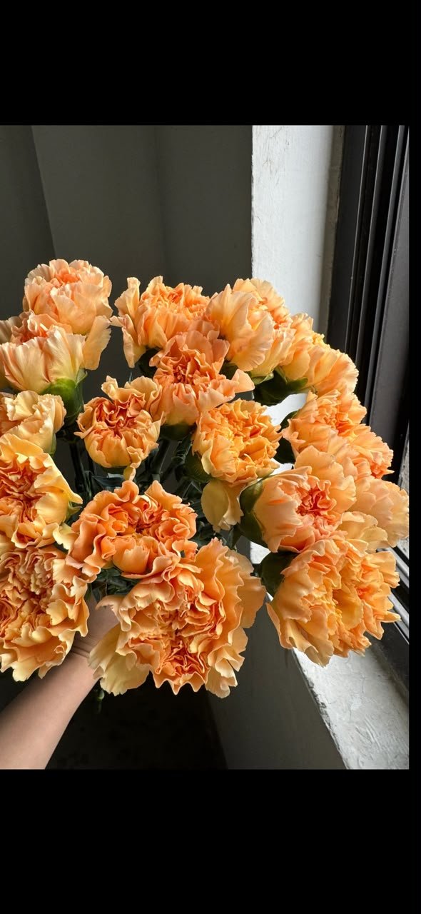 ORANGE 橙光