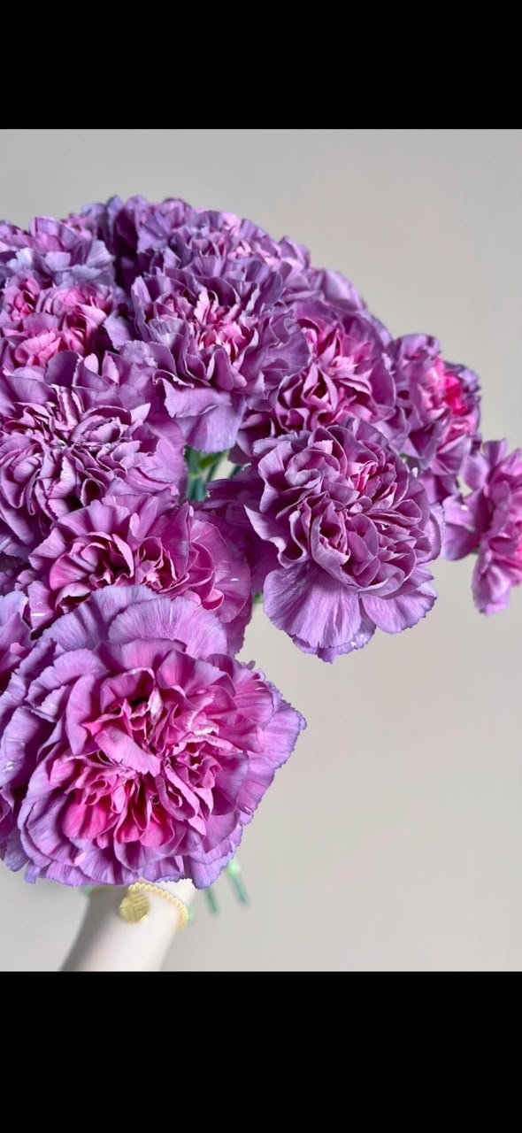 PURPLE 野马