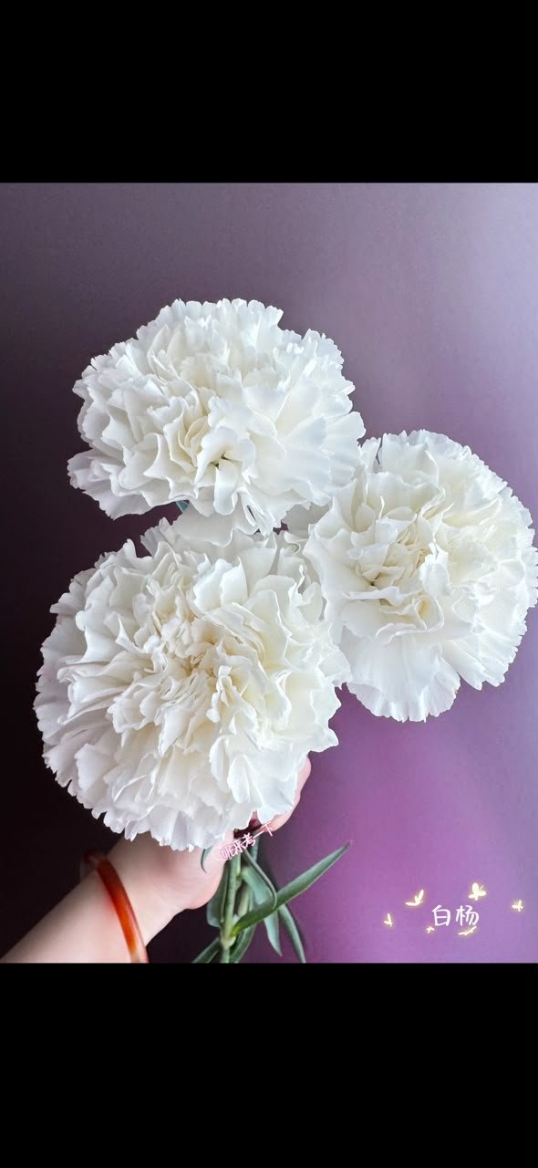 WHITE 白