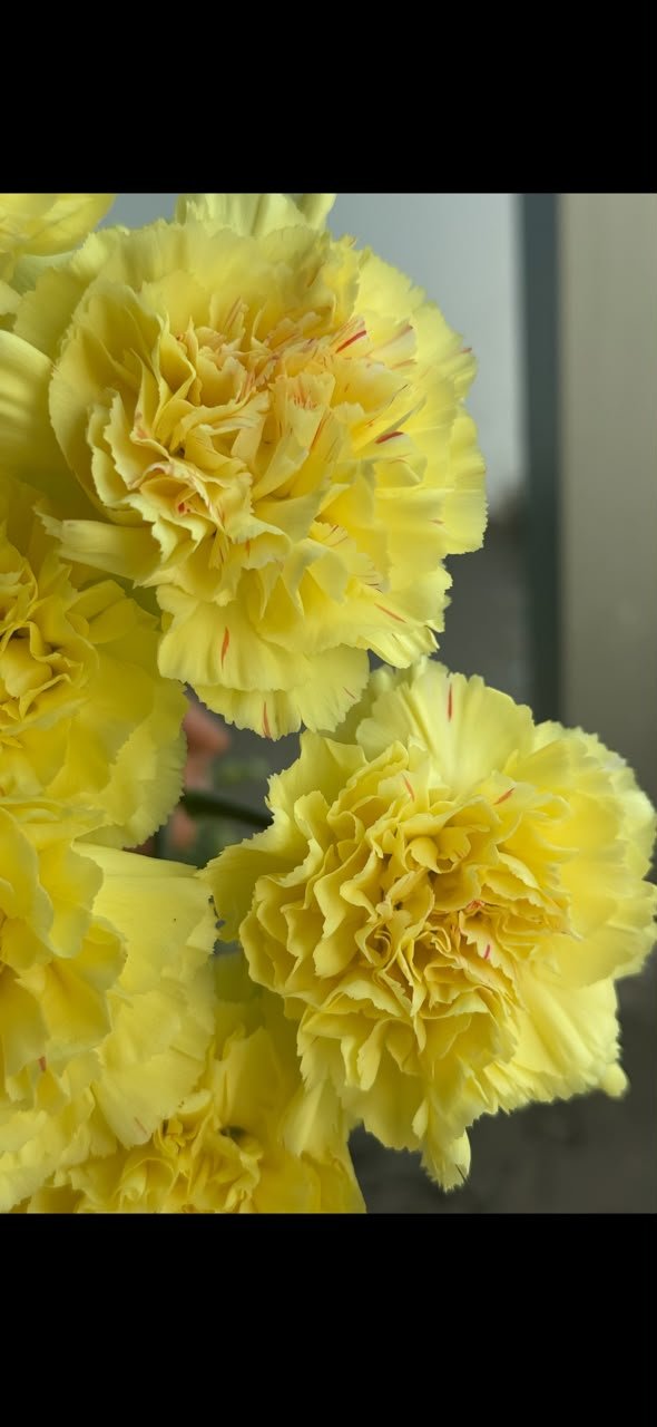 YELLOW 大黄蜂