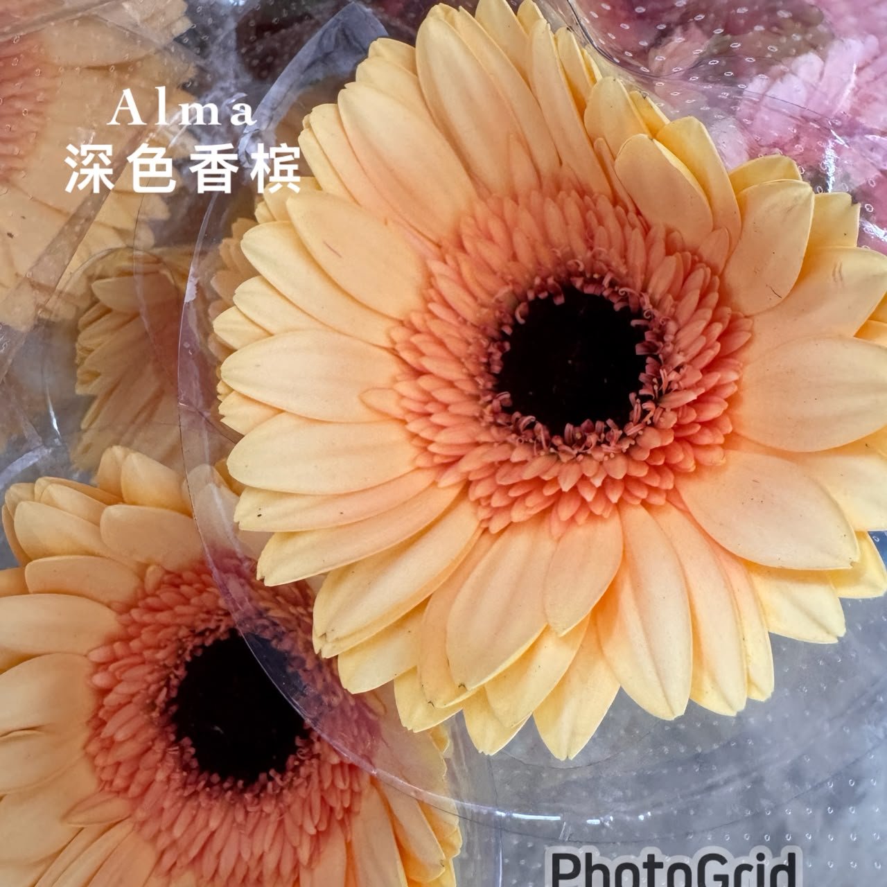 ALMA 深色香槟