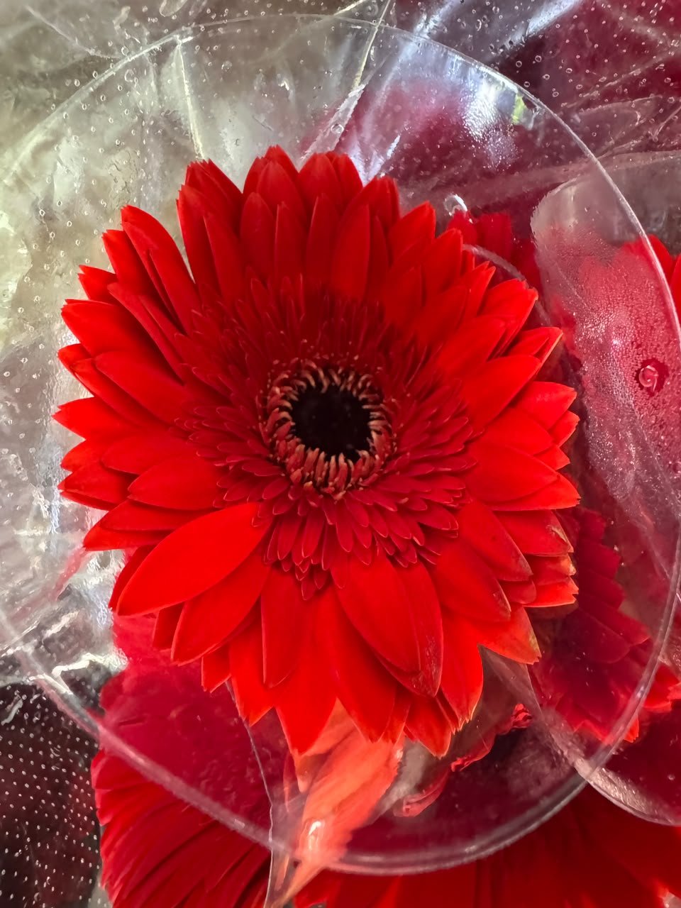 ANKUR RED
