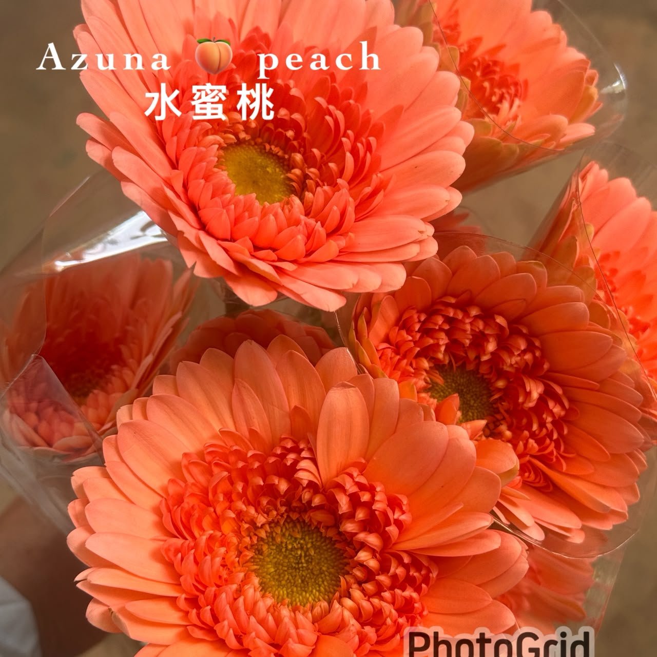 AZUNA PEACH 水蜜桃
