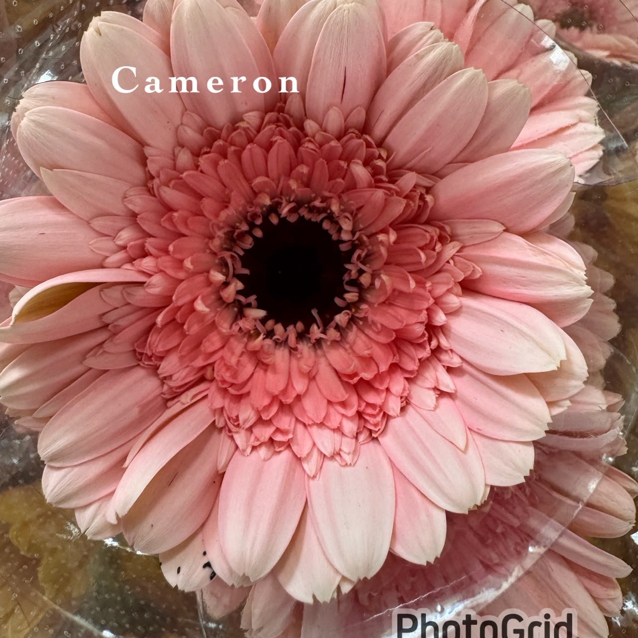 CAMERON