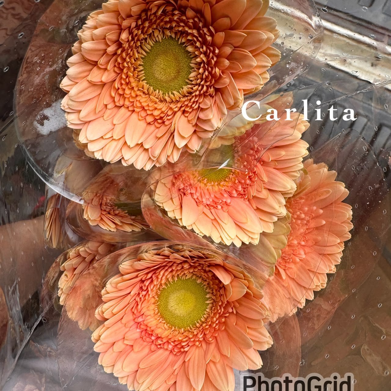 CARLITA