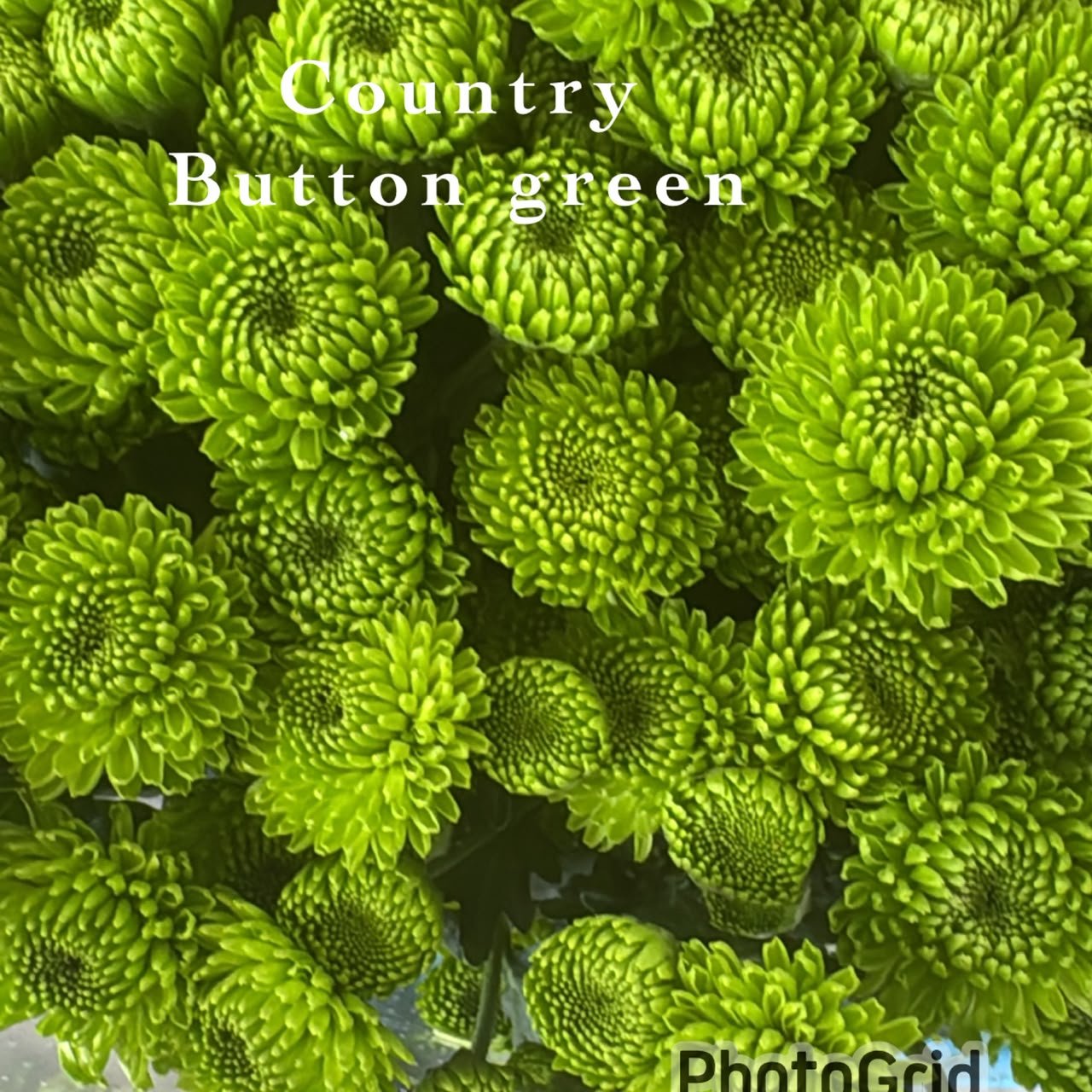 COUNTRY (BUTTON GREEN)