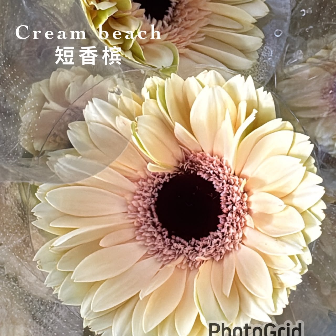 CREAM BEACH短香槟