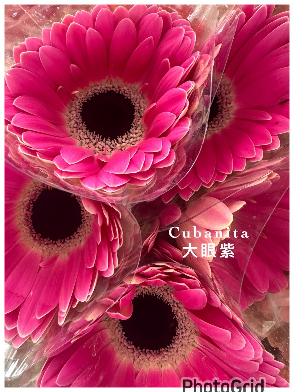 CUBANITA 大眼紫