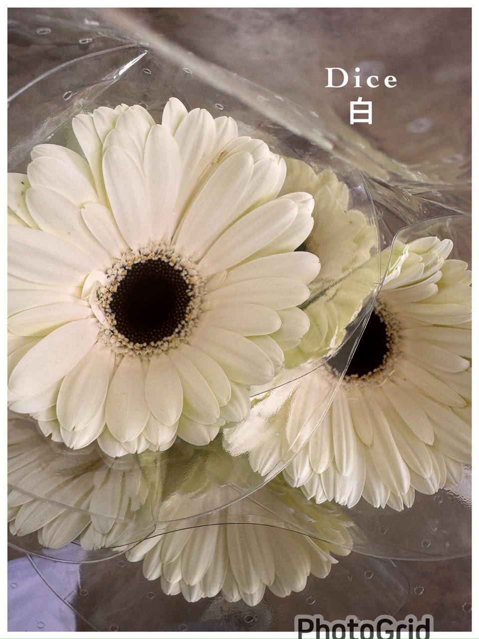 DICE 纯白