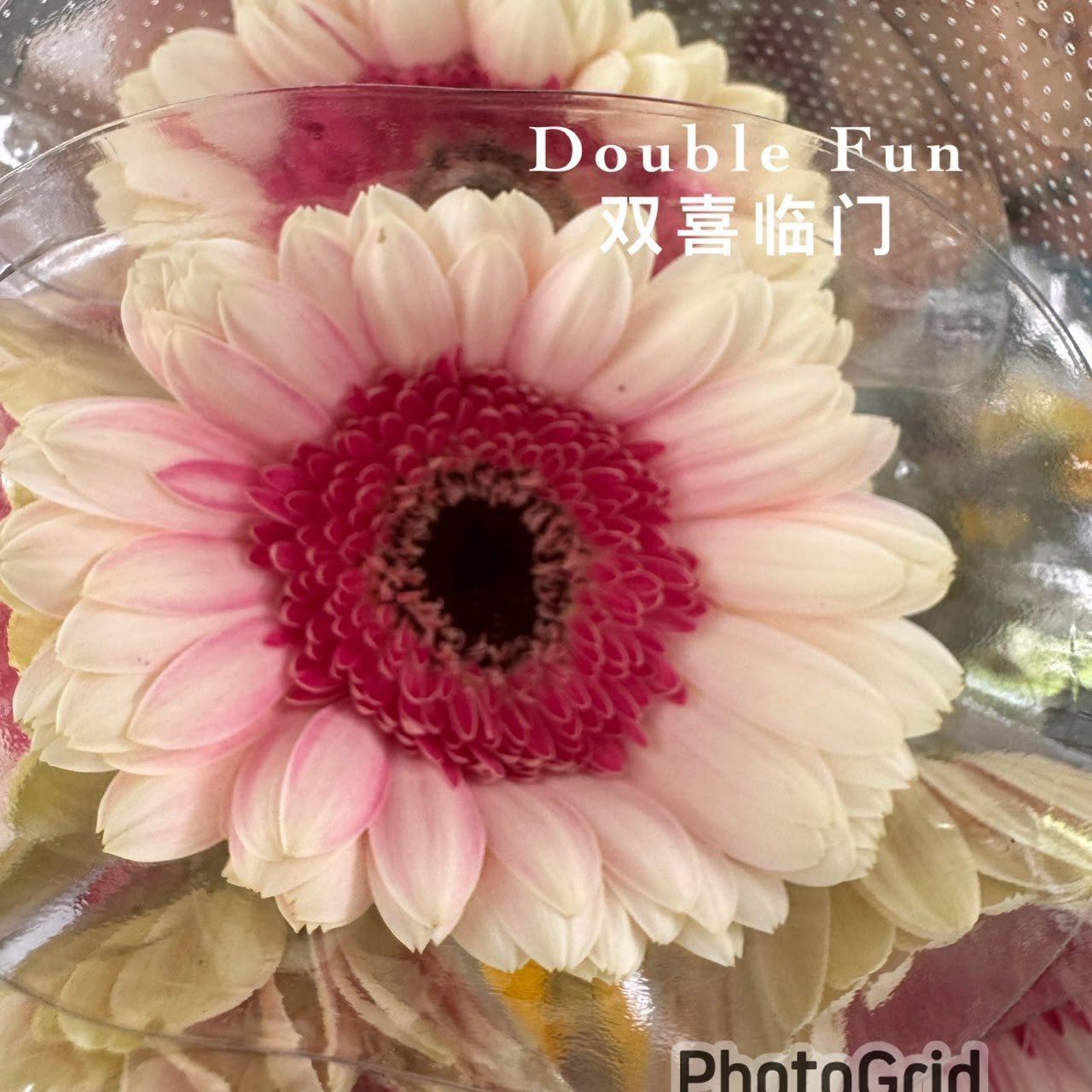 DOUBLE FUN 双喜临门
