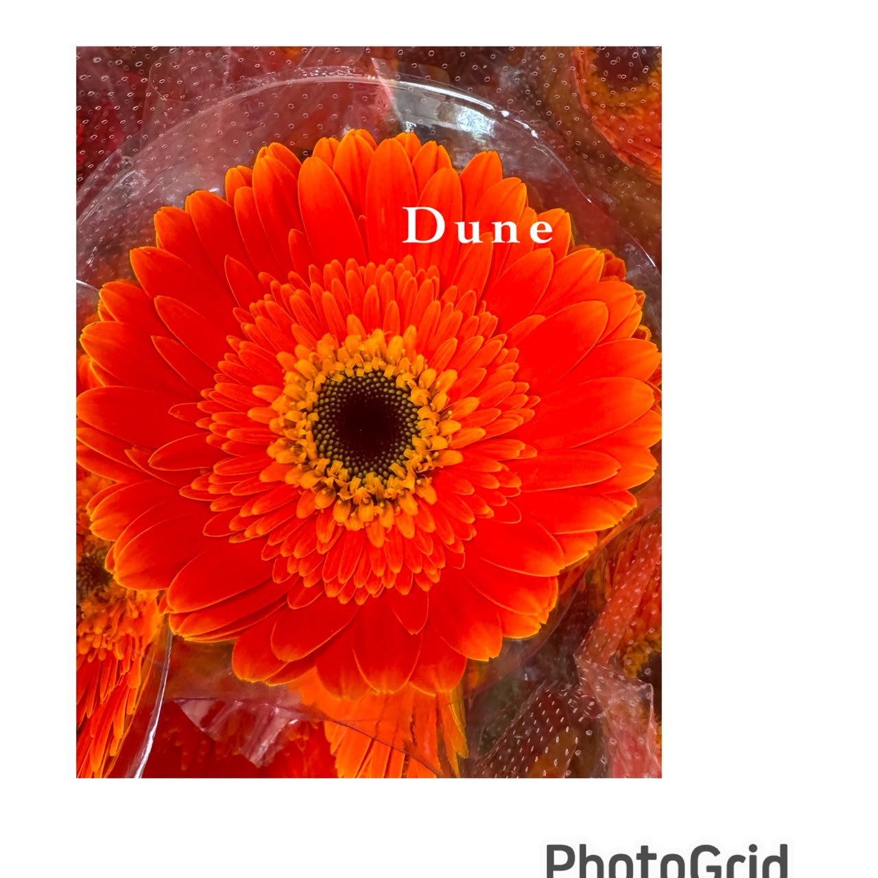 DUNE ORANGE