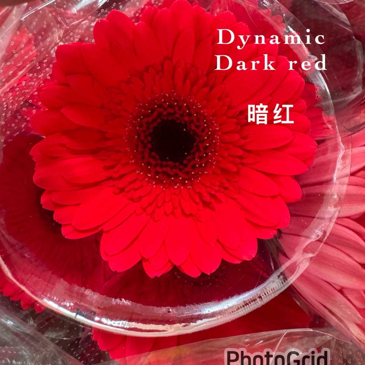 DYNAMIC RED