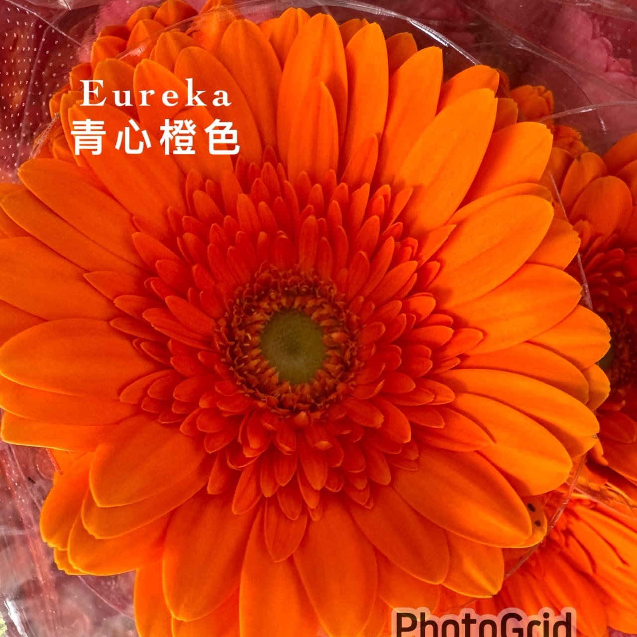 EUREKA青心橙