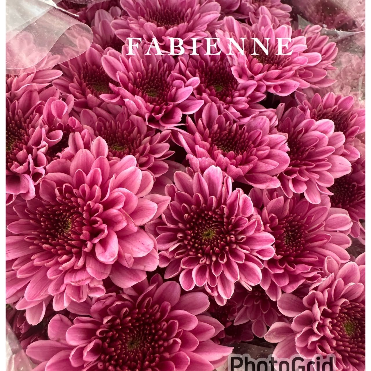 FABIENNE PURPLE