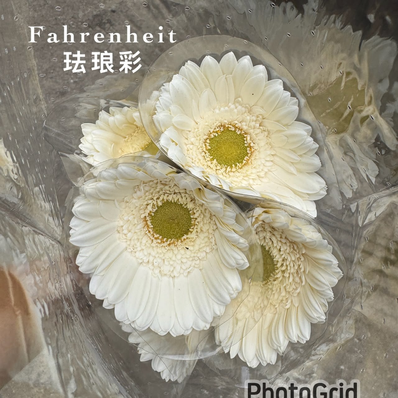 FAHRENHIET 珐琅彩