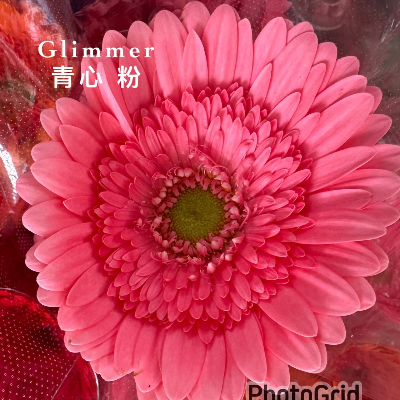 GLIMMER