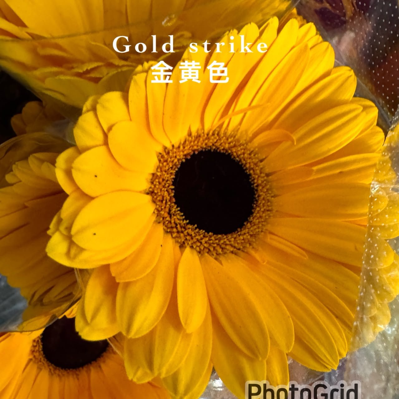 GOLD STRIKE 小太阳