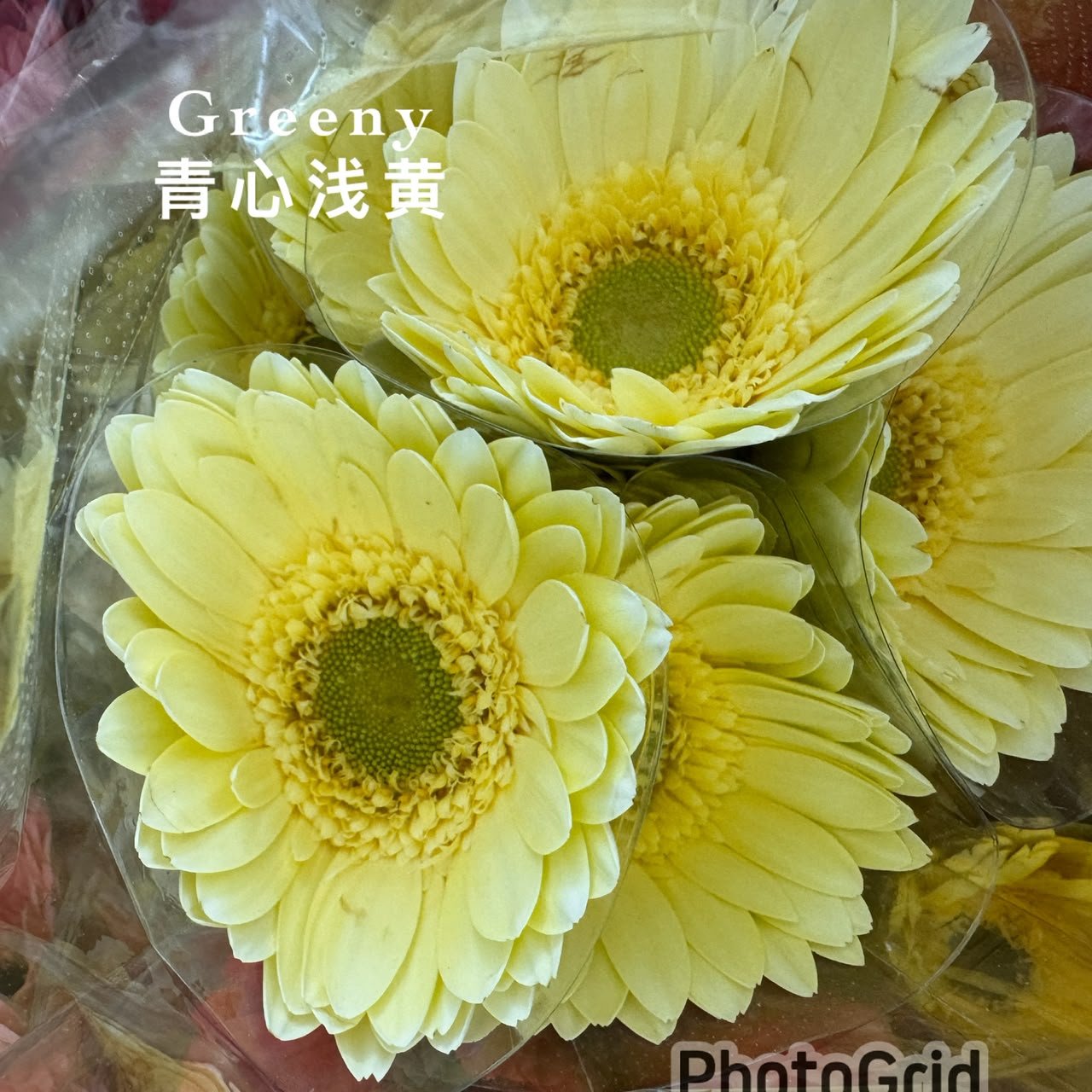 GREENY 青心奶黄