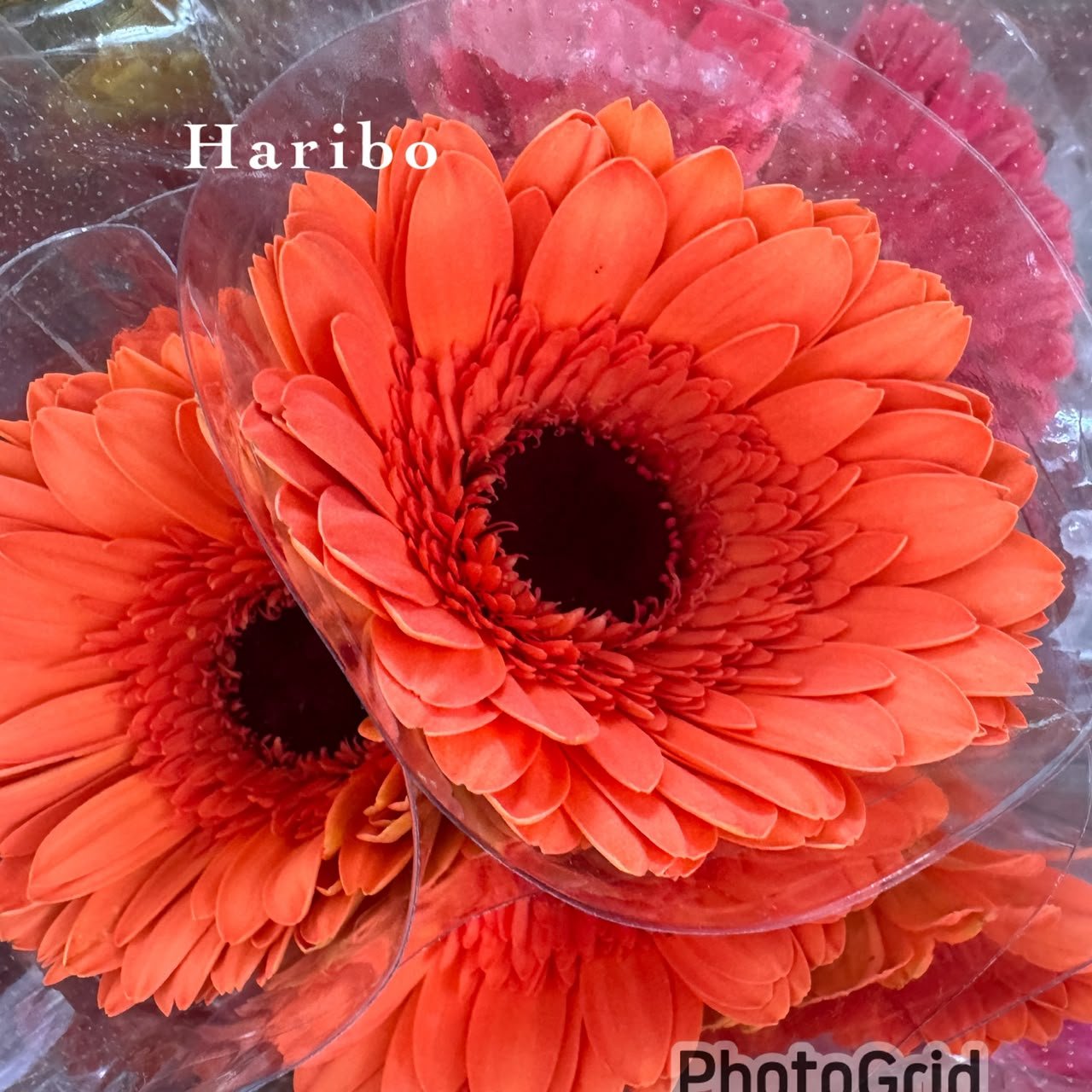 HARIBO ORANGE