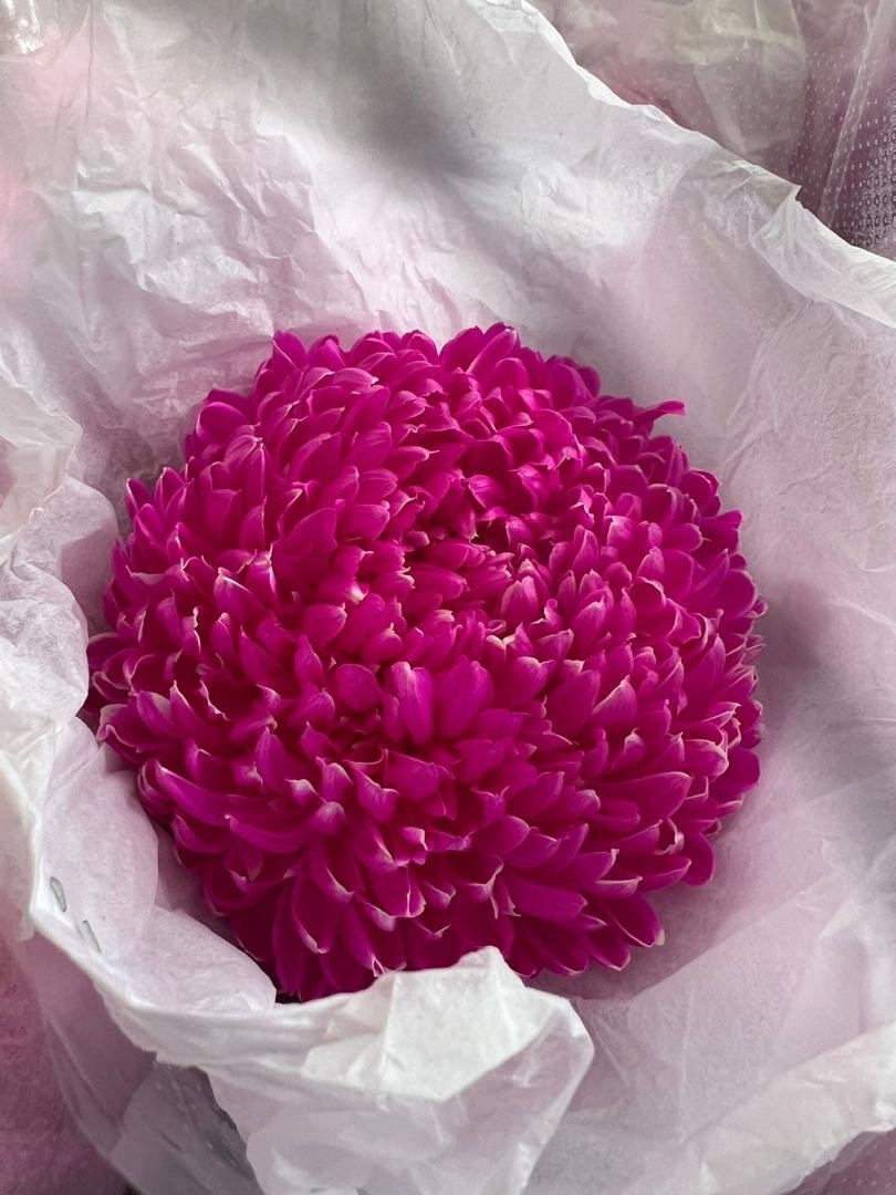 HOT PINK