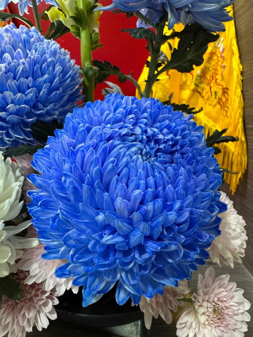 INDIGO