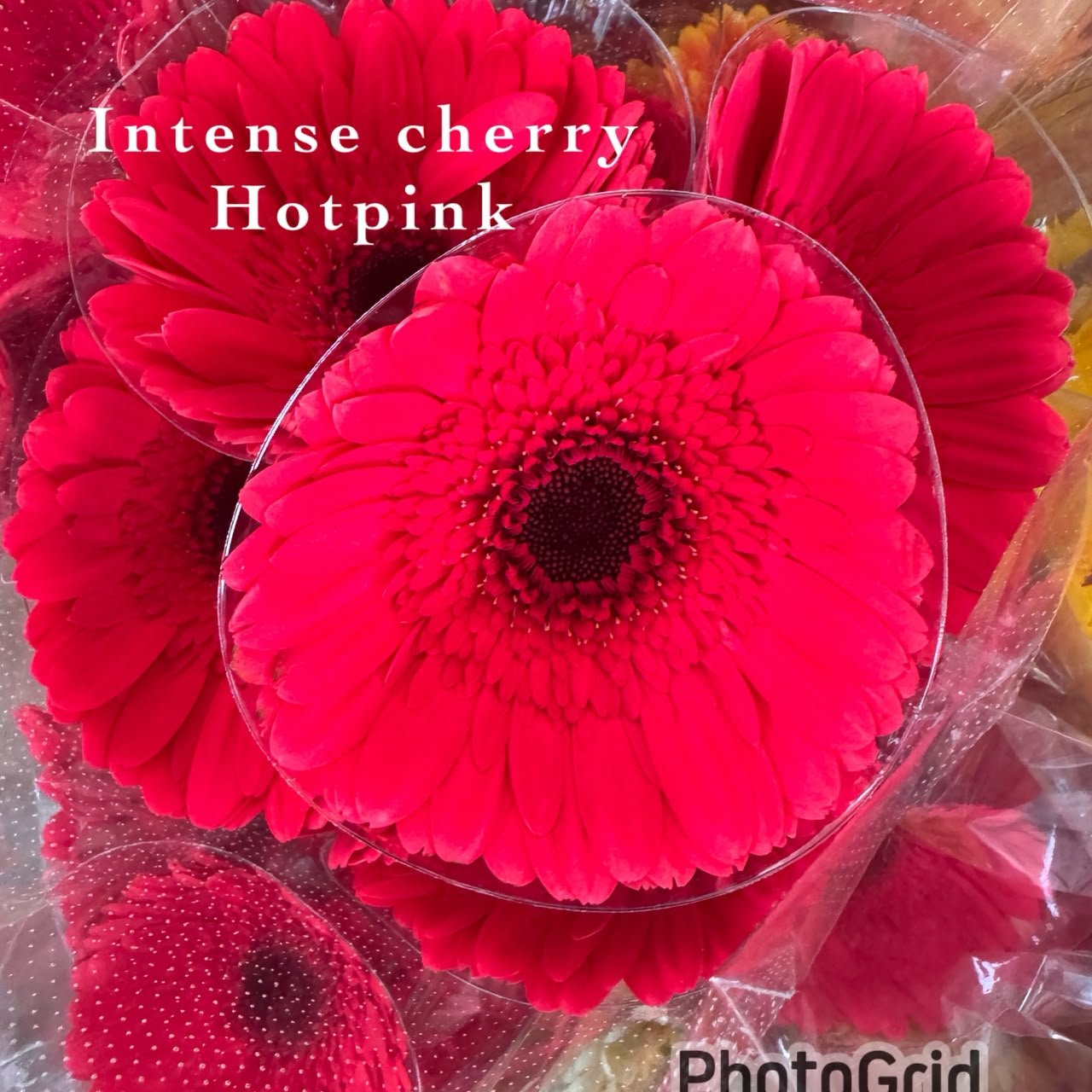 INTENSE CHERRY (HOT PINK)