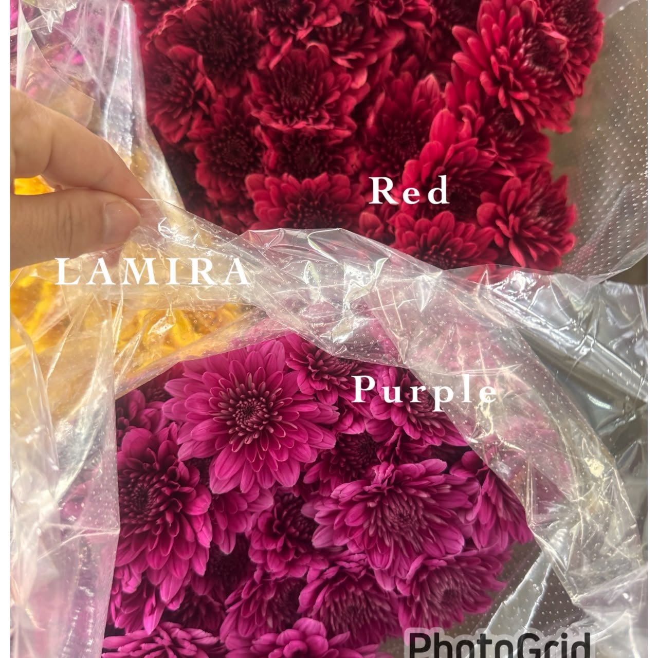 LAMIRA RED&PURPLE