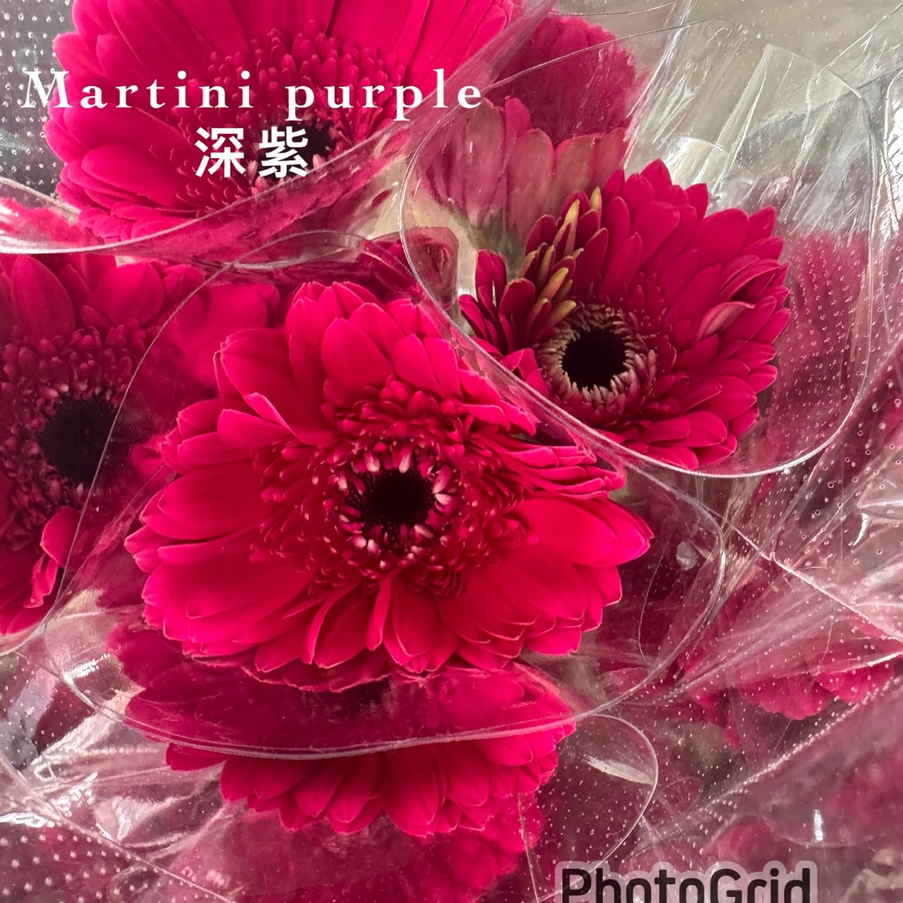 MARTINI DARK PRUPLE