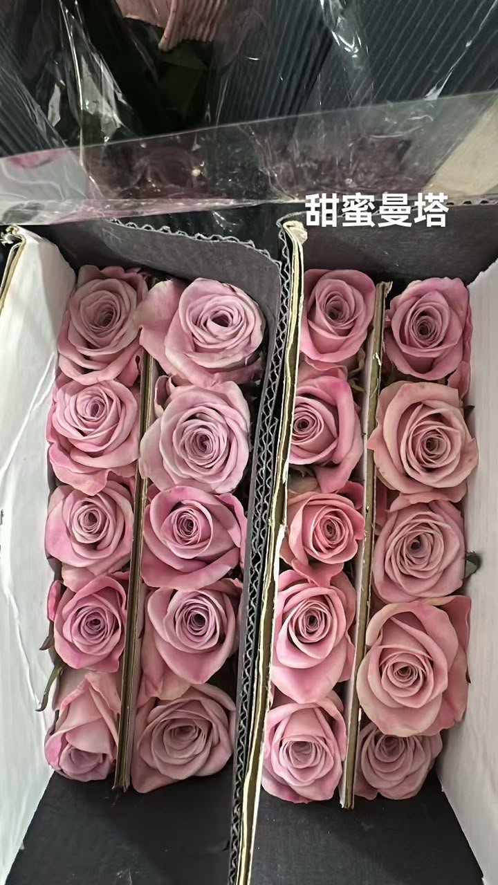 MENTA 蔓塔
