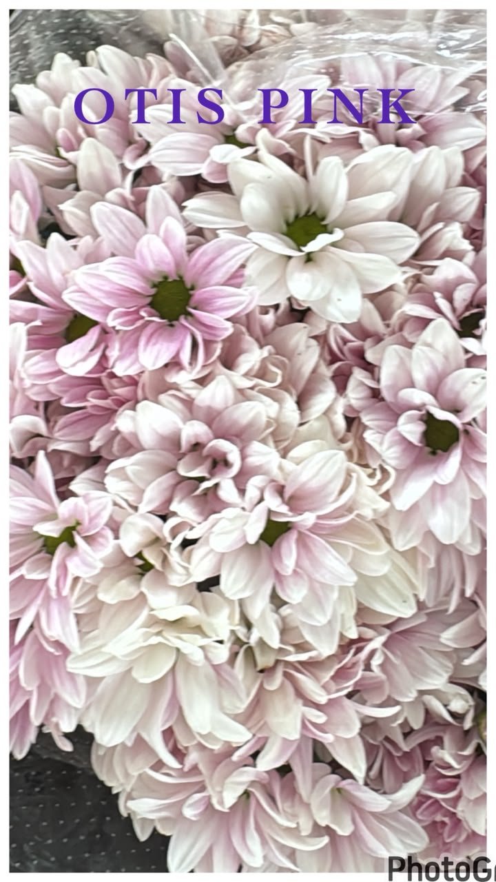 OTIS PINK