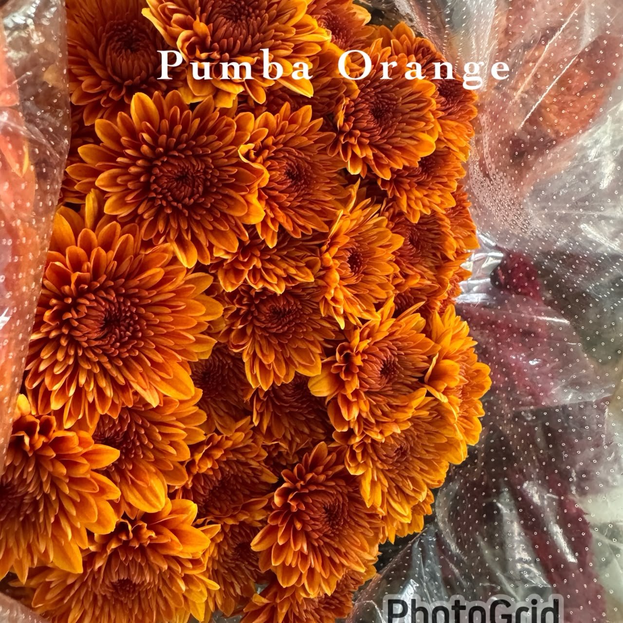 RANJA ORANGE