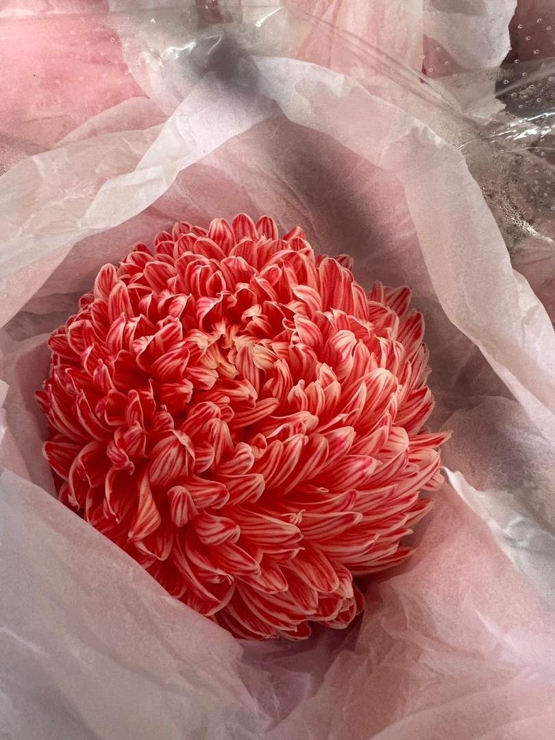 RED PD