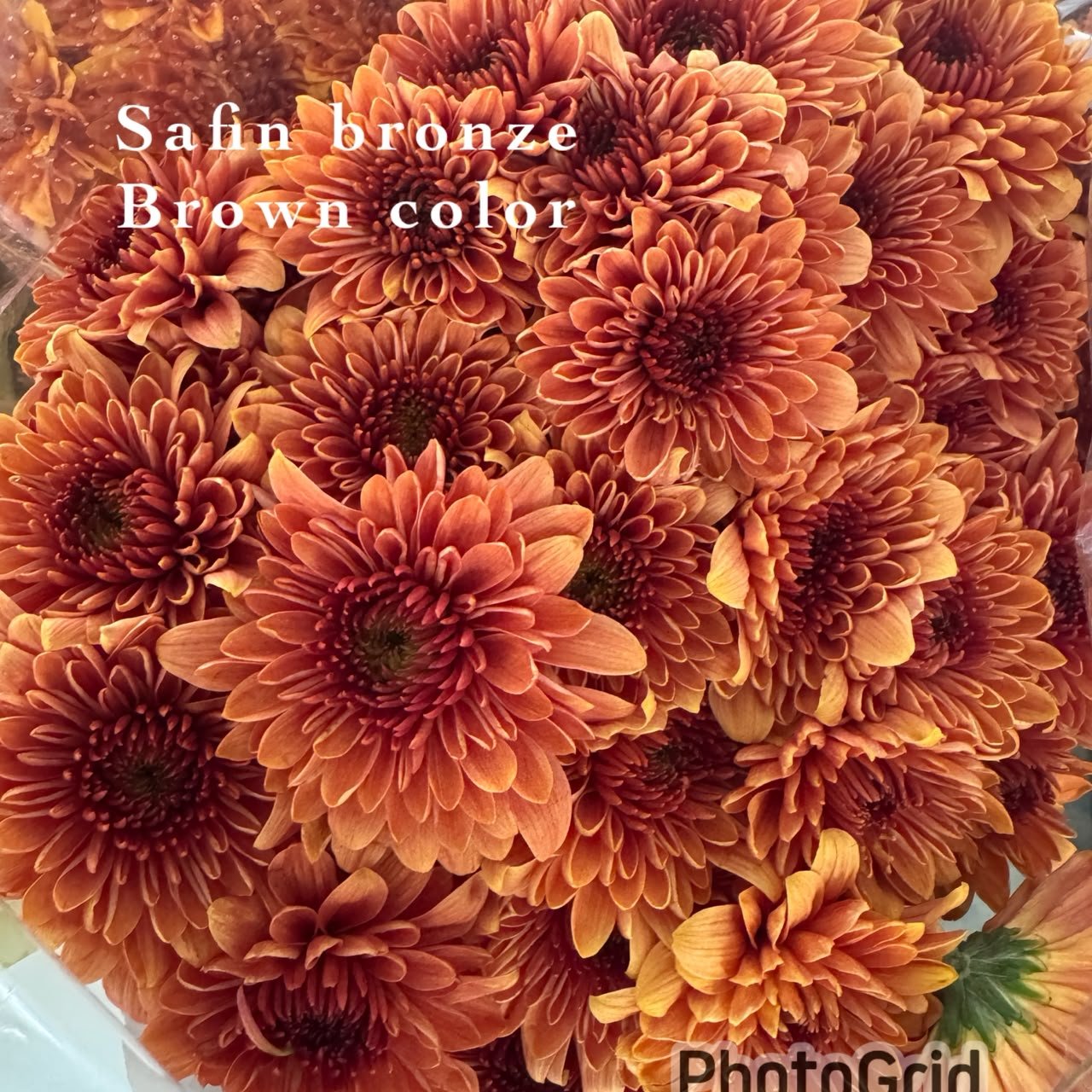 SAFIN BRONZE (BROWN)