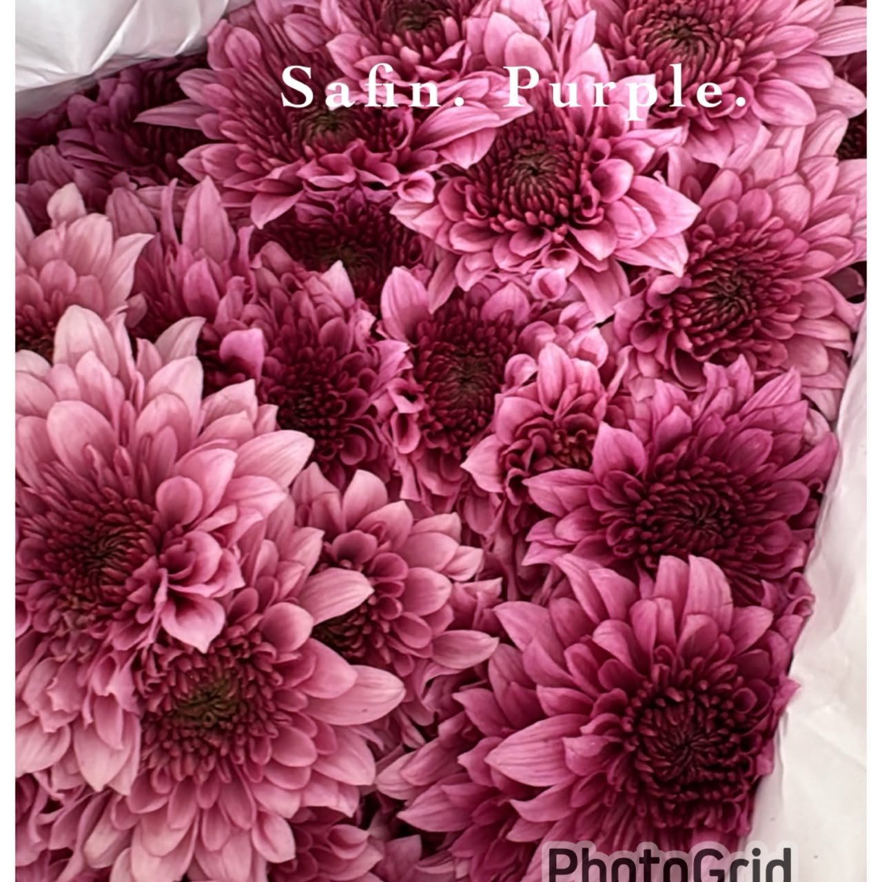 SAFIN PURPLE