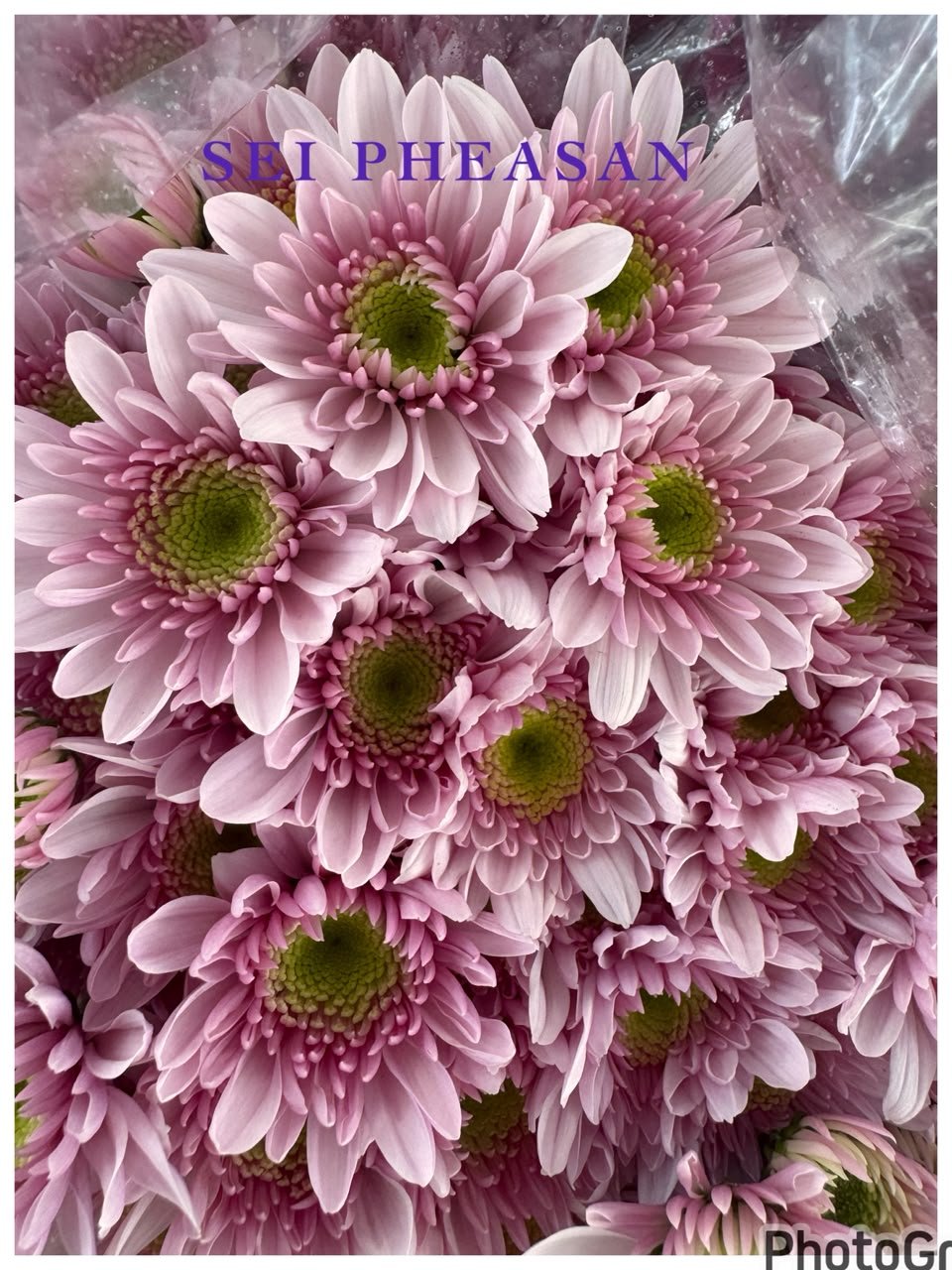 SEI PHEASAN PINK