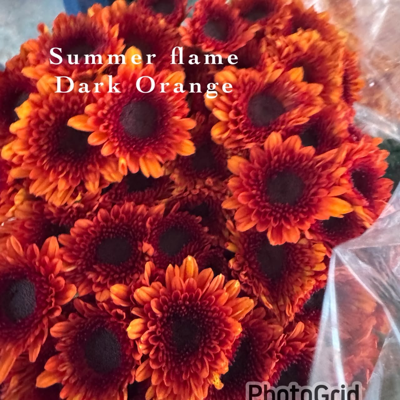 SUMMER FLAME