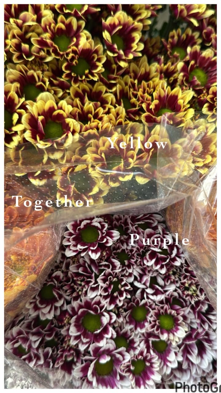 TOGETHER YELLOW& TOGETHER DARK