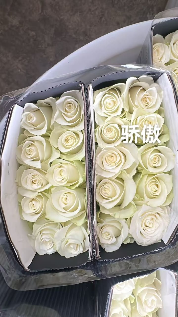 WHITE 骄傲